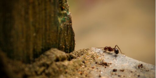 Everything You Need to Know About Common Australian Ants